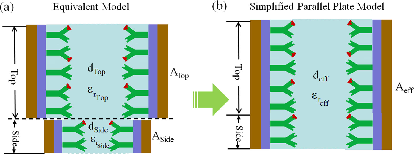 Sensitivity Study of Cancer Antigens (CA125) Detection Using